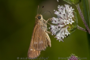 Ocola Skipper *