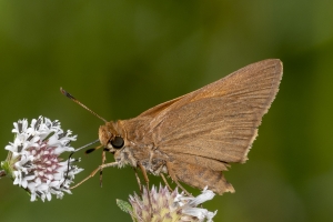 Wak_StMarksFireR_2018_09_30 - Skipper, Palatka (5)-Fullsized