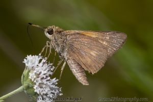 Wak_StMarksFireR_2018_09_30 - Skipper, Tawny-edged (14)-Fullsized