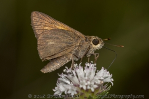 Wak_StMarksFireR_2018_09_30 - Skipper, Tawny-edged (15)-Fullsized