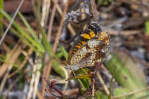 Wak_StMarksN_2019_03_20 - Butterfly, Crescent, Pearl (19)-Fullsized_2