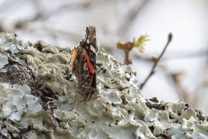 Wak_StMarksN_2019_03_20 - Butterfly, Red Admiral (1)-Fullsized