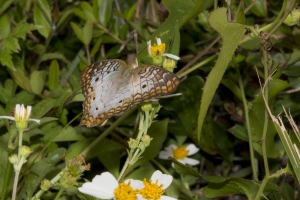 Wak_StMarksNWR-2017_10_11 - Peacock, White
