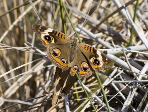 Wak_StMarksNWR_2016_11_23 - Buckeye, Mating (1)-2K