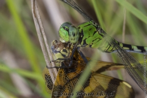 Dragonflies Eating Things