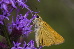 Delaware Skipper 