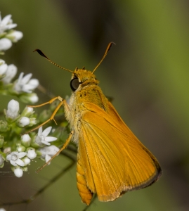 Delaware Skipper 