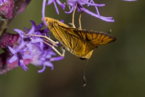 Delaware Skipper 