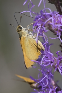 Delaware Skipper 