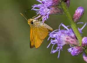 Delaware Skipper 