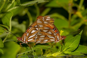 Wak_StMarksNWR_2018_09_23 - Fritillary, Gulf - mating (3)