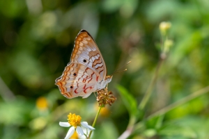 Wak_StMarksNWR_2018_09_23 - Peacock, White (1) PS