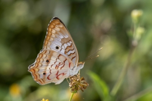Wak_StMarksNWR_2018_09_23 - Peacock, White (2)