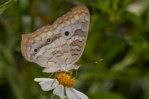 Wak_StMarksNWR_2018_09_23 - Peacock, White (4)