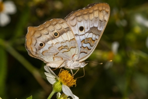 Wak_StMarksNWR_2018_09_23 - Peacock, White (8)