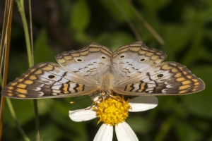 Wak_StMarksNWR_2018_09_23 - Peacock, White (9)