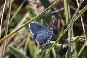 Wak_StMarksNWR_2018_10_03 - Blue, Ceraunus
