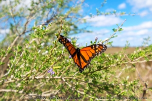 Wak_StMarksNWR_2018_10_27 Monarch -62_2