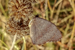 Wak_StMarksNWR_2018_10_31 - Buckeye, Common (4)-websized