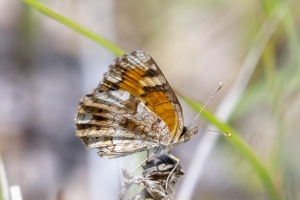 Wak_StMarksNWR_2019_03_27 - Crescent, Phaon (26)-websized