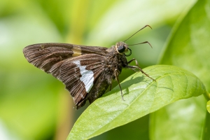 Wak_StMarksNWR_2019_04_10 - Skipper, Silver-spotted (1)