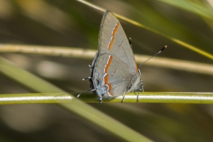 Wak_StMarksWR_2016_02_17 - Hairstreak, Red-banded-webpage
