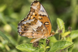 Wak_StMarksWR_2016_08_30 - Fritilliary, Variagated-websized