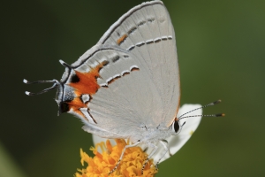 Wak_StMarksWR_2016_08_30 - Hairstreak, Gray (1)-webpage