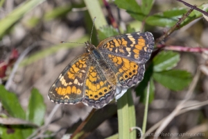 Wak_StMarsNWR_2018_03_14 - Crescent, Phaon -596-Fullsized_2