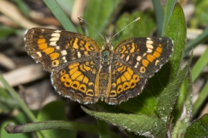 Wak_SWakSprings_2016_05_28 - Crescent, Phaon_35