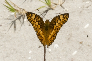 Wak_SWakSprings_2016_05_28 - Fritilliary, Variable