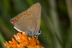 Wak_SWakSprings_2016_05_28 - Hairstreak, Coral (1)-websized