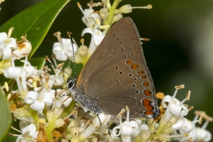 Wak_SWakSprings_2016_05_28 - Hairstreak, Coral (3)-websized
