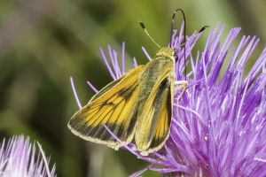Delaware Skipper (F)