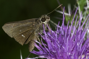 Wak_SWakSprings_2016_05_28 - Skipper, Twin-spot