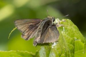 Wakula_StMarksNWR_2017_04_12 - Skipper, Swarthy