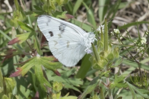 Wakula_StMarksNWR_2017_04_12 - White, Checkered (3)