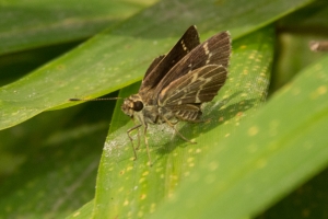 WakullaBeachRd_2014-09-06 - Skipper, Roadside, Lace-winged