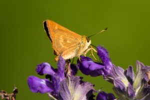 WakullaSprings_2014-05-16 - Skipper, Broken-Dash, Southern (1)