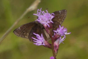 Wild Indigo Duskywing - BradwellBay 2013-09-28 (3)