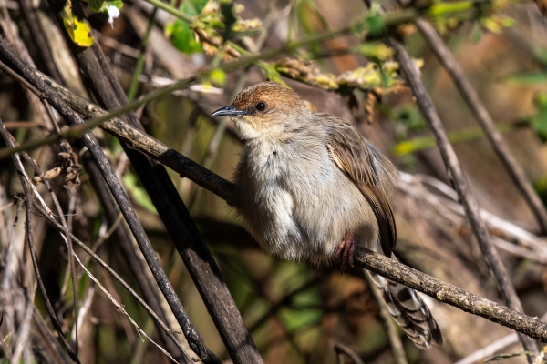 zzz Cisticola D04 NgC 231009 163811 _01