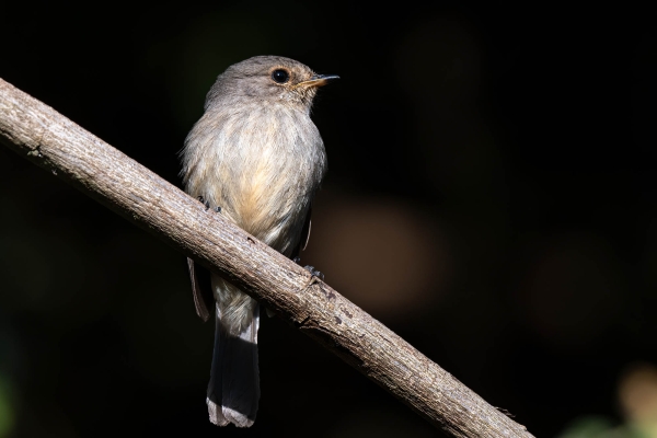 zzz Flycatcher, African Dusky D04 NgC 231009 172145 _01